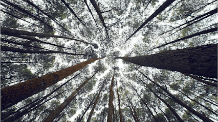 Resting Tree (Port Moody)