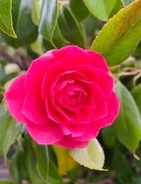 Patricia Kelley-Gutierrez